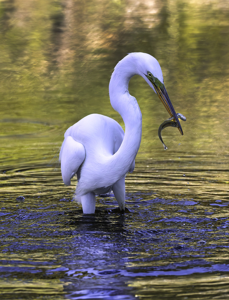 A great egret gets a two-fer on Chincoteague Island.