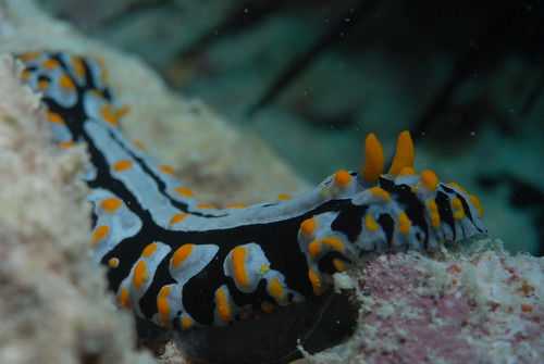 Underwater Life