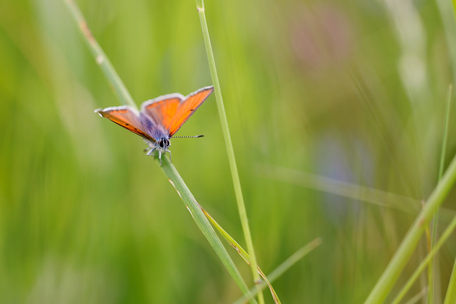 Lycaena hippothoe | violettkantad guldvinge | Purple-edged Copper