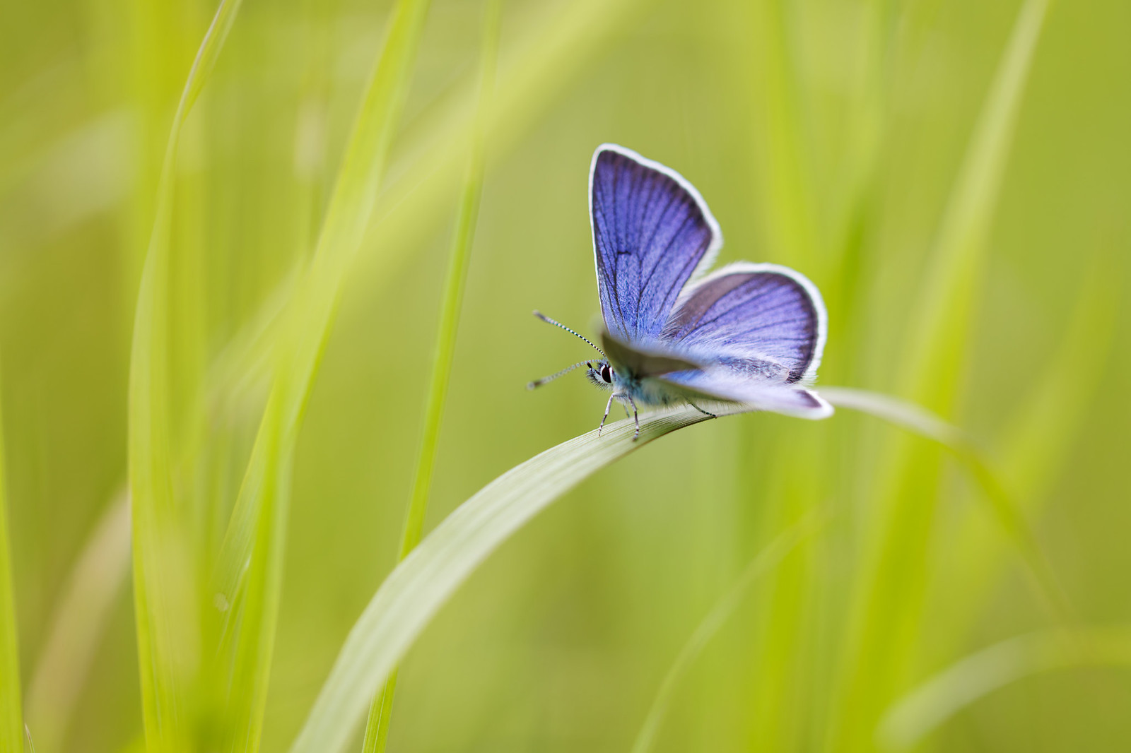 Cyaniris semiargus | ängsblåvinge | Mazarine Blue