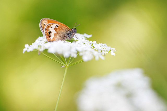 Coenonympha arcania | pärlgräsfjäril | Pearly Heath