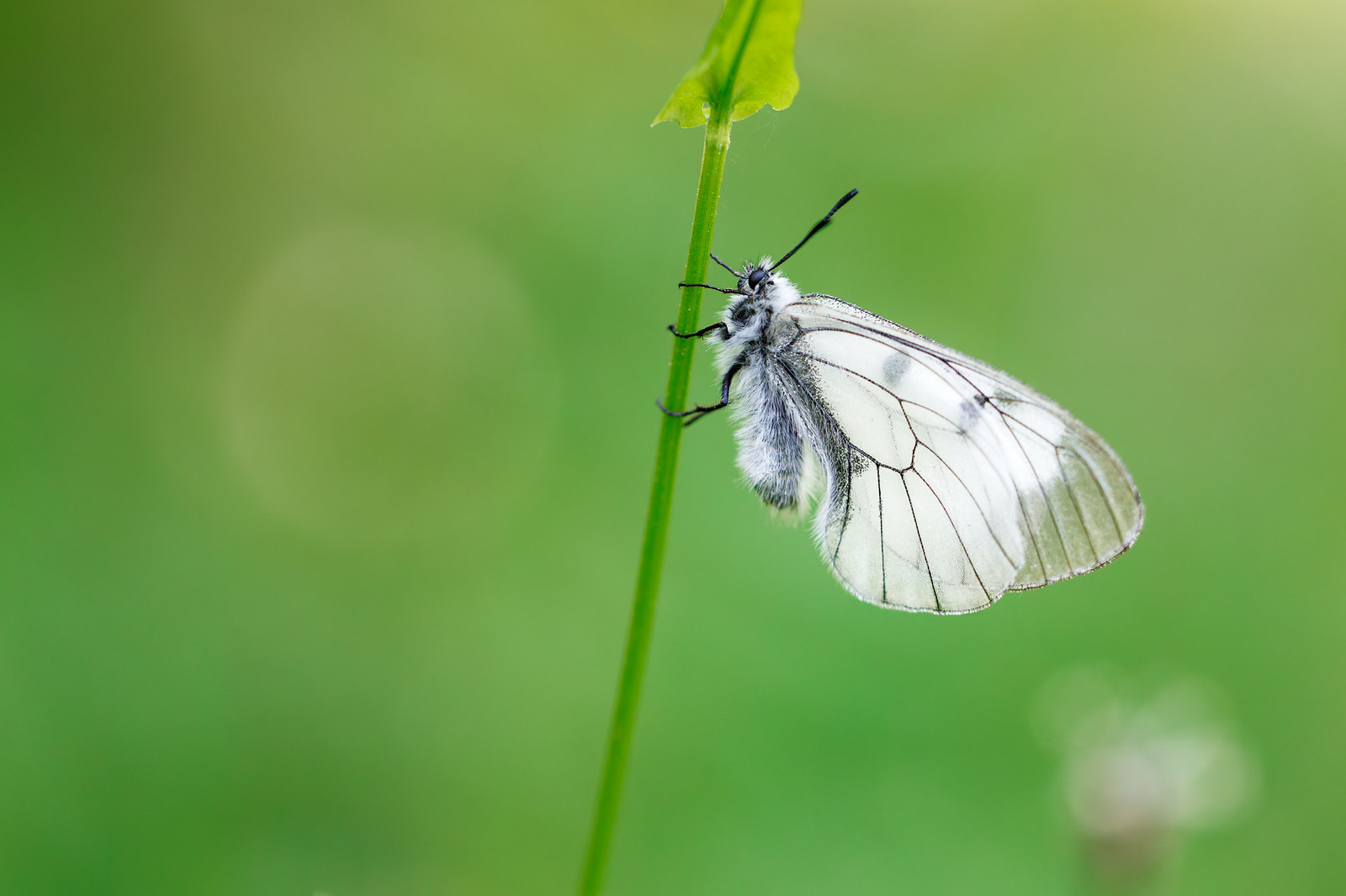 Parnassius mnemosyne | mnemosynefjäril | Clouded Apollo