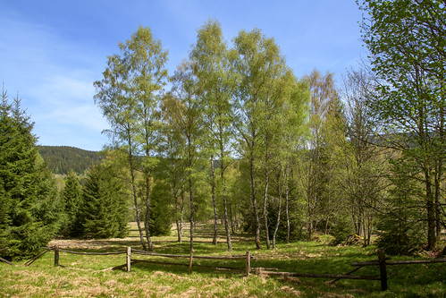 Šumava | spring