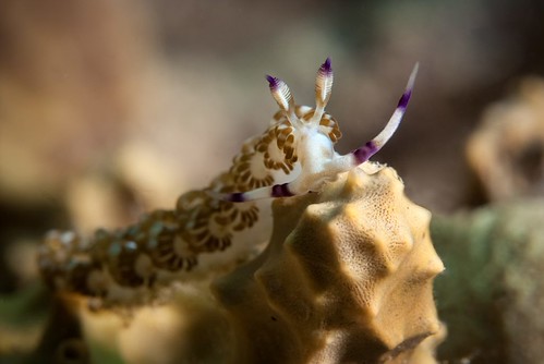 House-Reef