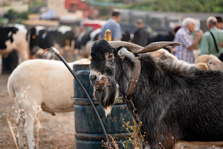 15052026_festividad_de_san_isidro_labrador_2026_42