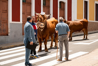 15052026_festividad_de_san_isidro_labrador_2026_155