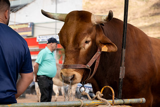 15052026_festividad_de_san_isidro_labrador_2026_118