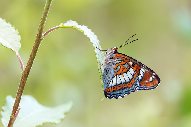 Limenitis populi | aspfjäril | Poplar Admiral