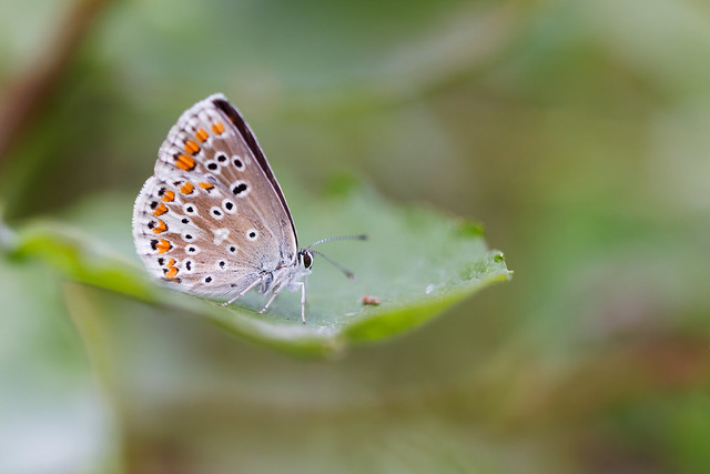 Aricia artaxerxes | midsommarblåvinge | Northern Brown Argus