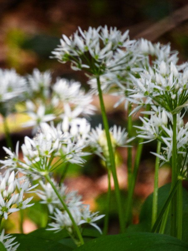 Early spring flowers: wild garlic, Railway Walk