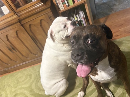 dog3