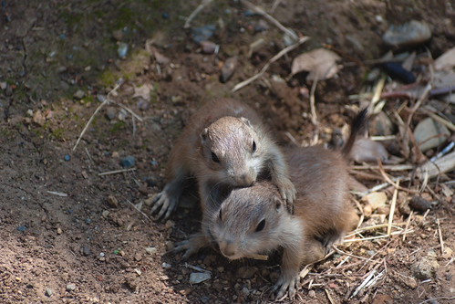 Prairie dog babies