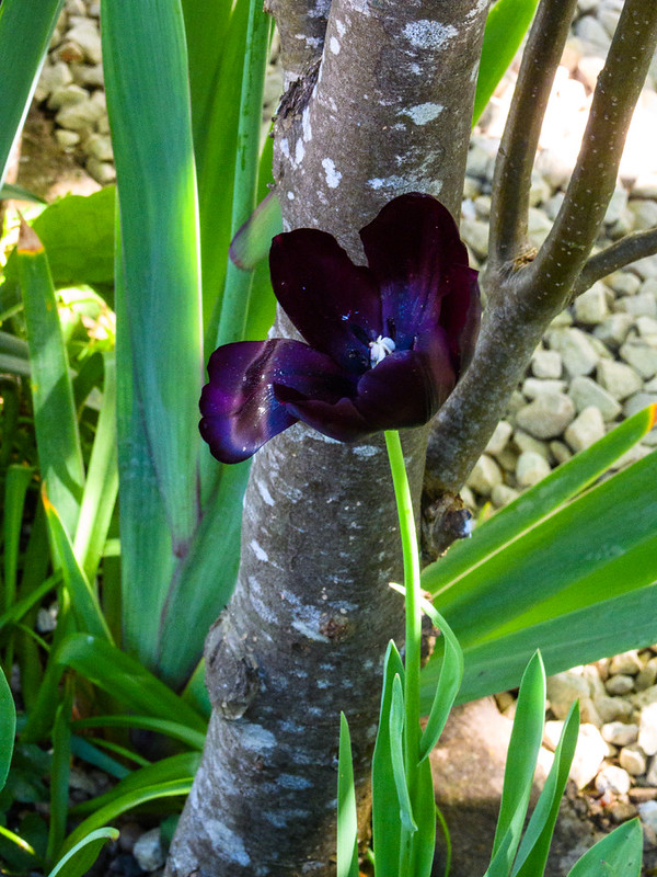 Early spring flowers: black tulips