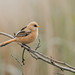 Juvenile male bearded tit