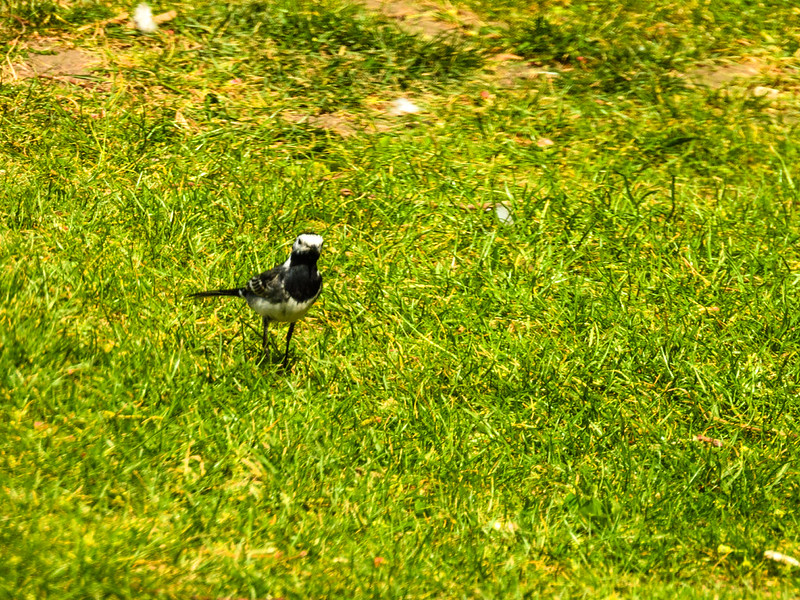 Wagtail in an orchard