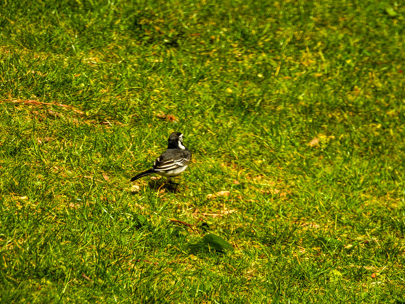Wagtail in an orchard