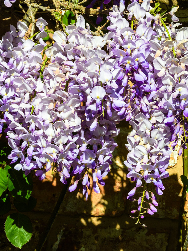 Wisteria flowering, Stratford and Shottery