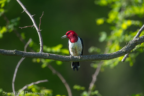 Red-headed Woodpecker