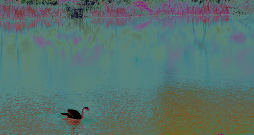 Swan of Tuonela | by RiteSpring