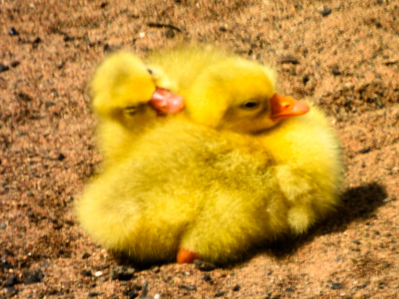 Fluffy goslings, Bylet beach