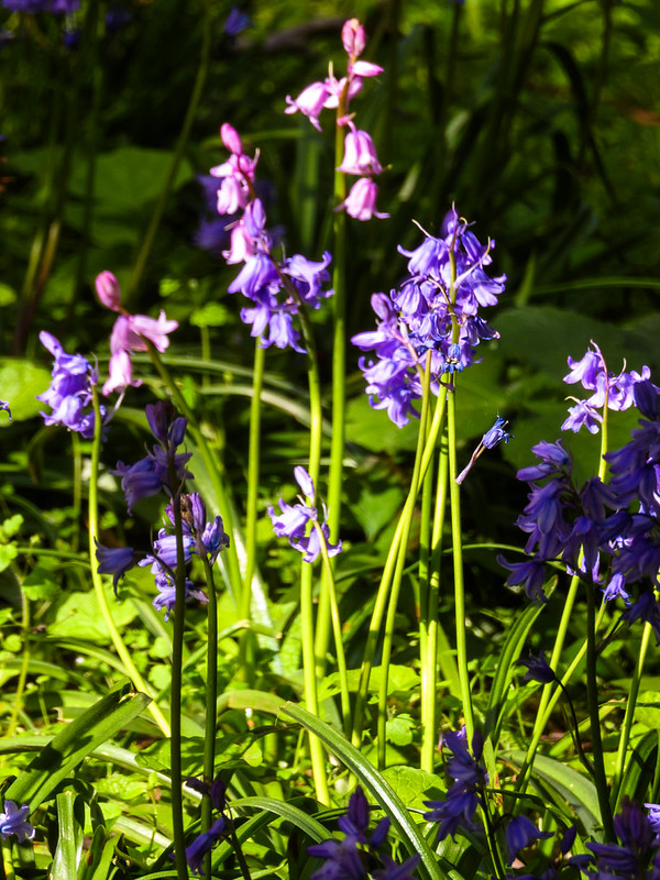 Last bluebells, Railway Walk