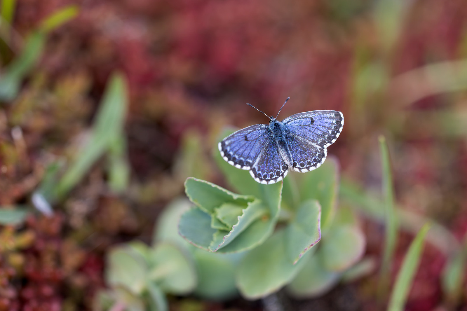 Scolitantides orion | fetörtsblåvinge | Chequered Blue