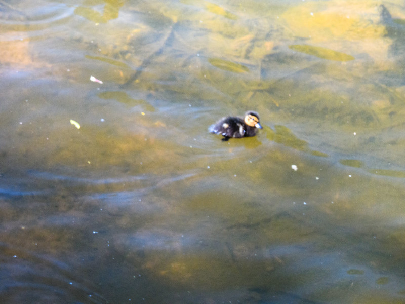 Bylet ducklings thriving