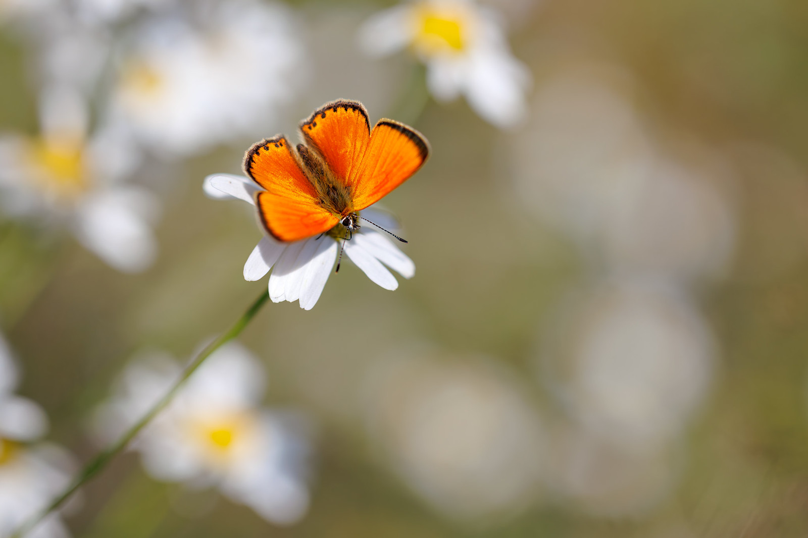 Lycaena virgaureae | vitfläckig guldvinge | Scarce Copper