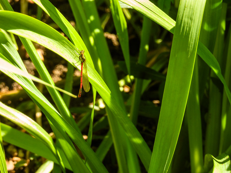 Large red damselfly, Anglers Walk, Stratford