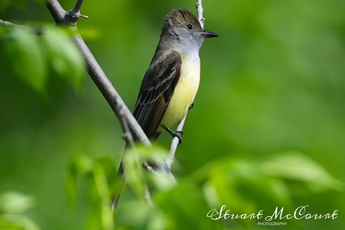 Great Crested Fly Catcher