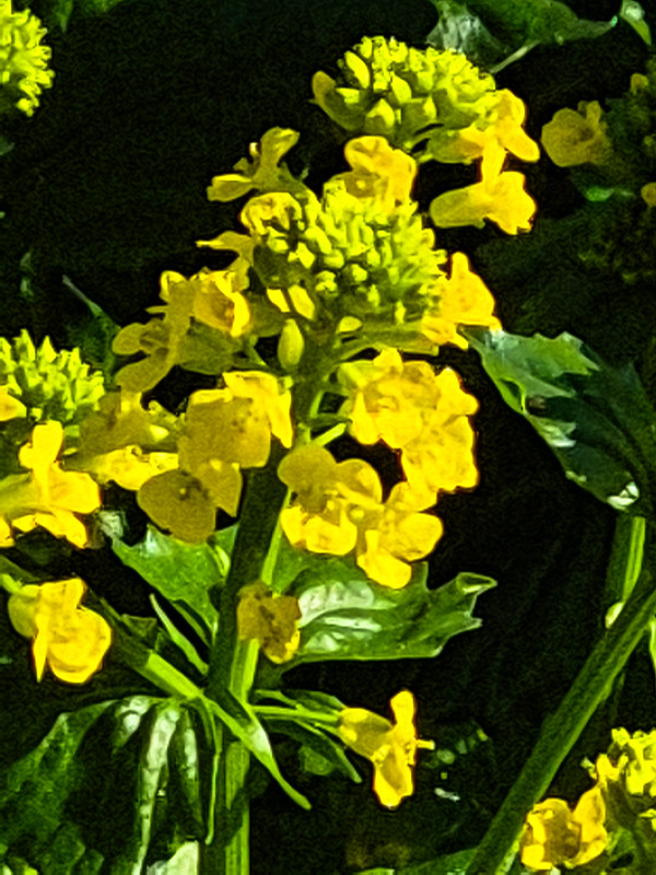 Common wintercress, Anglers Walk