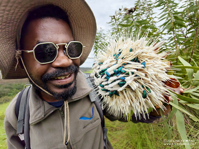 Telmo with beetle-infested flower - IMG_20260218_104658