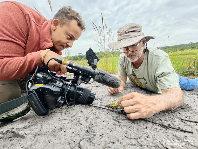 Reinier showing the ants tending to a caterpillar - IMG_20260222_083412