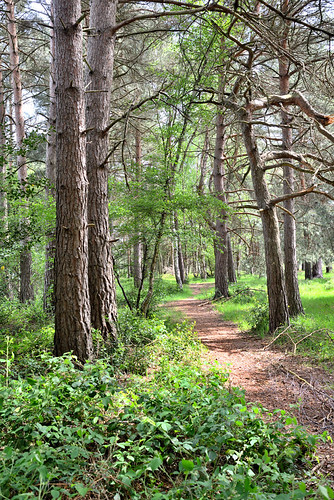 Streetly Woods, Sutton Park, 28/05/2026