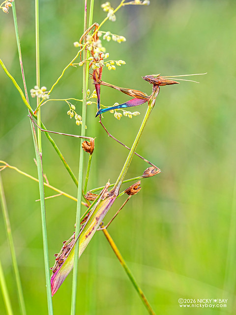 Gargoyle Mantis (Hemiempusa capensis) - P2060598