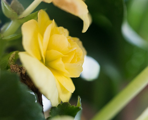 Petal layers