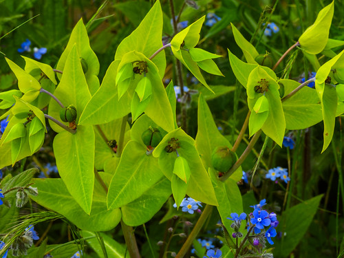 Street wildflowers: spurge