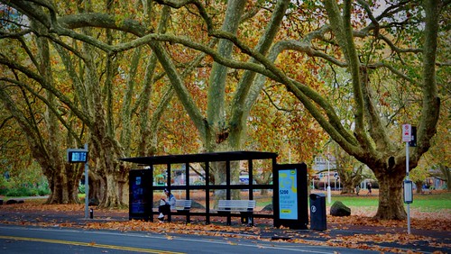 Autumn in Auckland