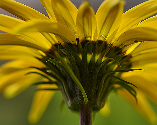 GAZANIA