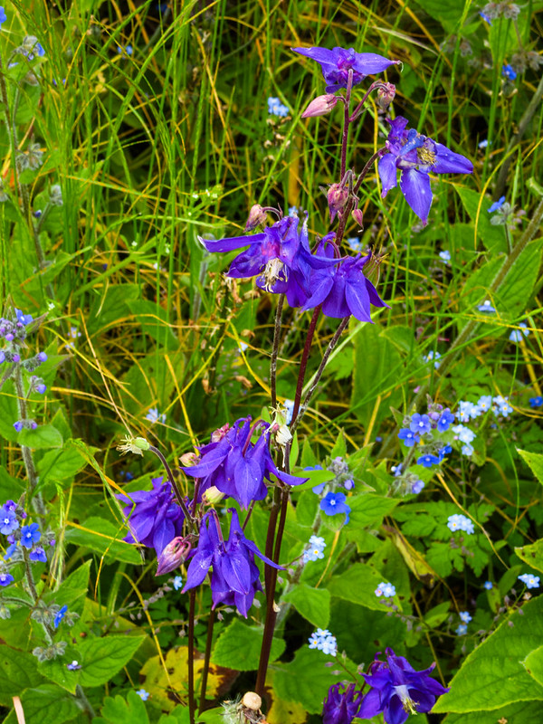 Street wildflowers: columbines