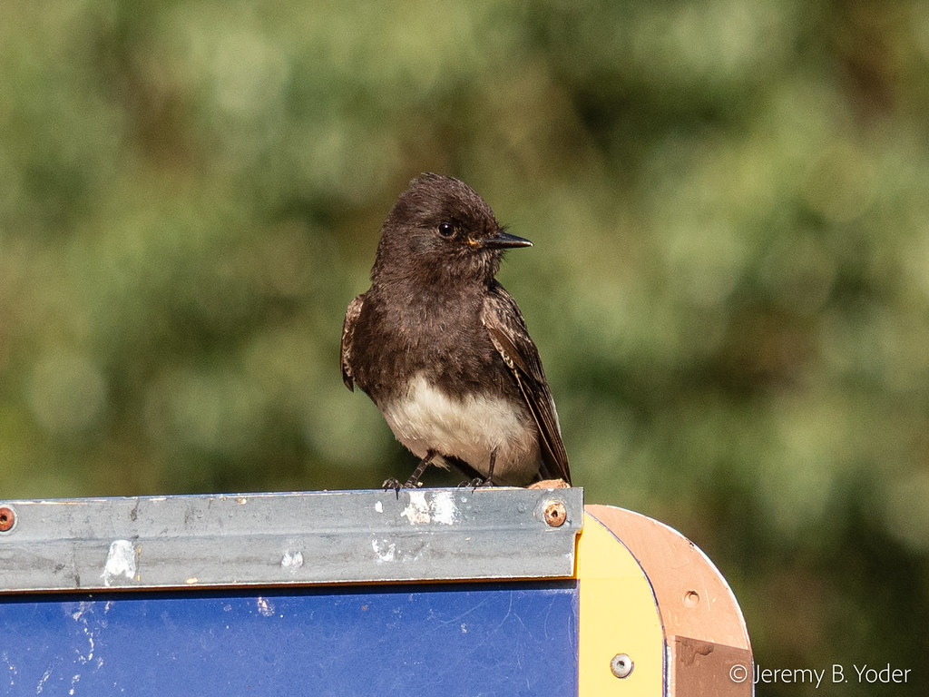 2026.06.10 - black phoebe