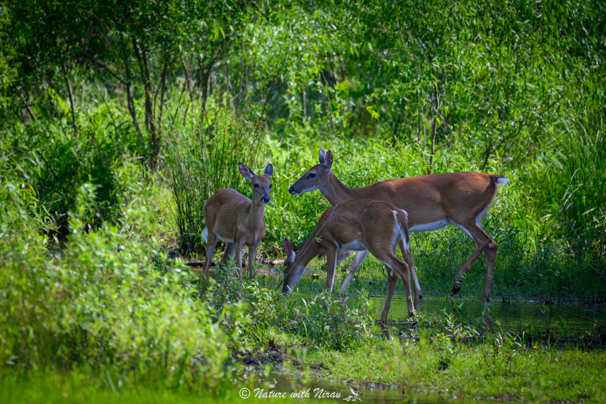 White-tailed Deer
