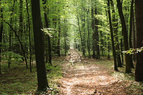 droga