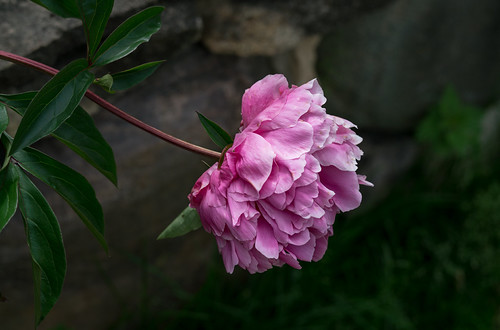 DSC07317