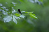 Ebony jewelwing