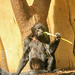 Kolumbianischer Klammeraffe (Ateles fusciceps rufiventris)