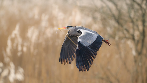Nesting Heron | by Jim Williams 3420