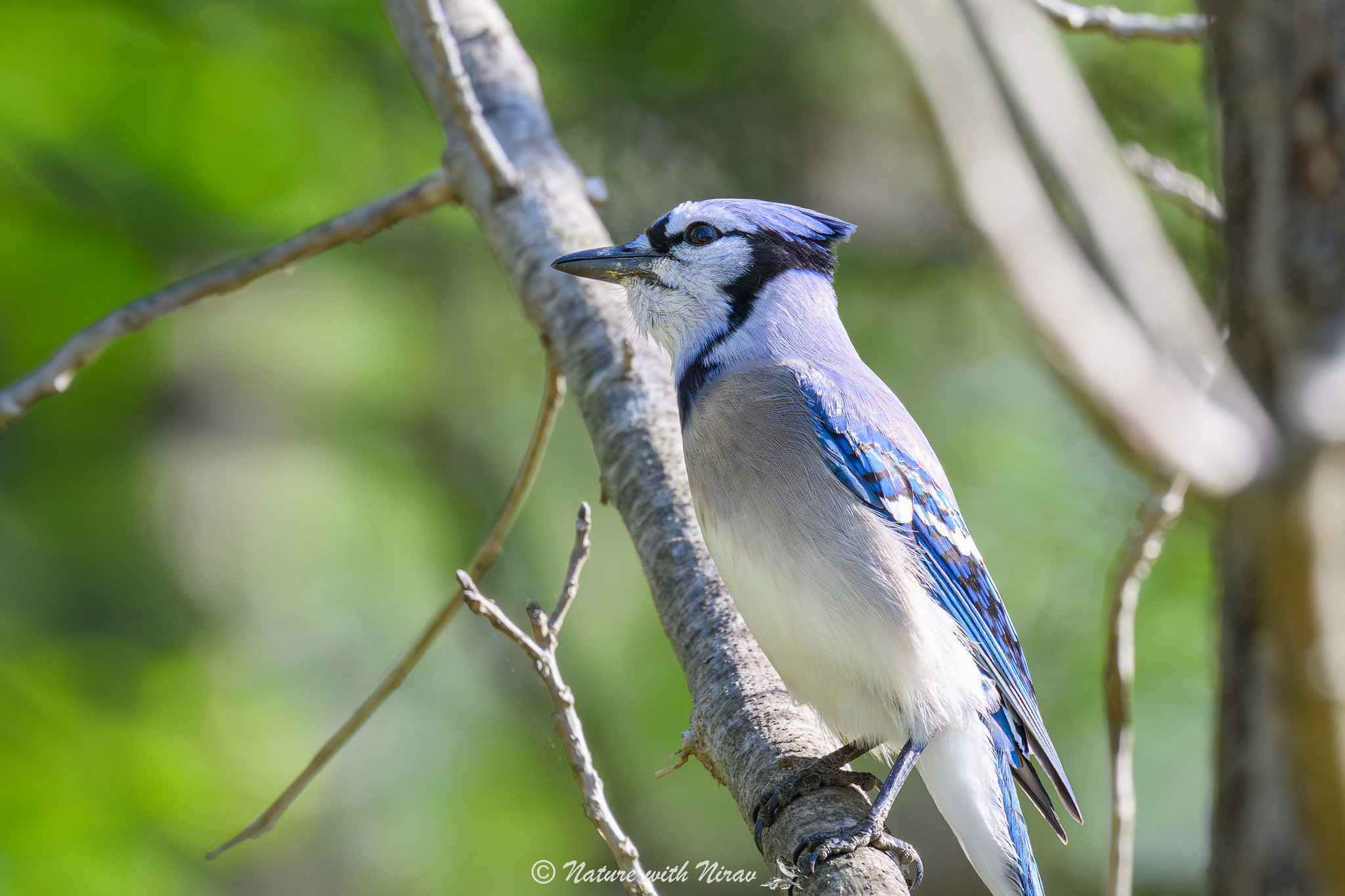 Blue Jay
