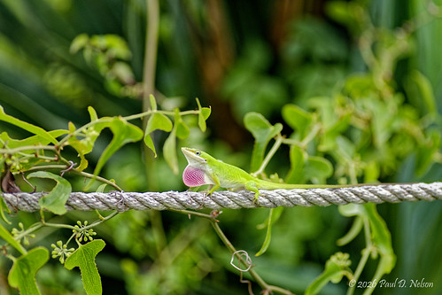 _PDN7889_Green Anole
