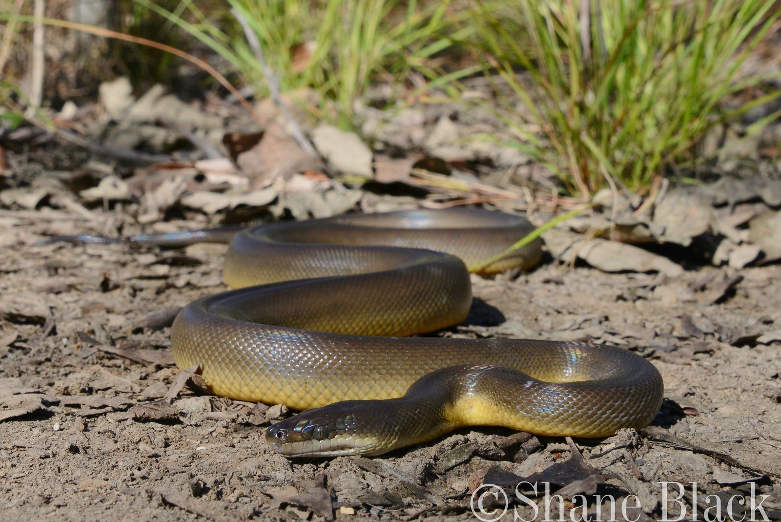 Python Fuscus Water Pythons | Flickr